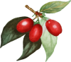 Dirndl_visualvision_fuxsteiner00001
